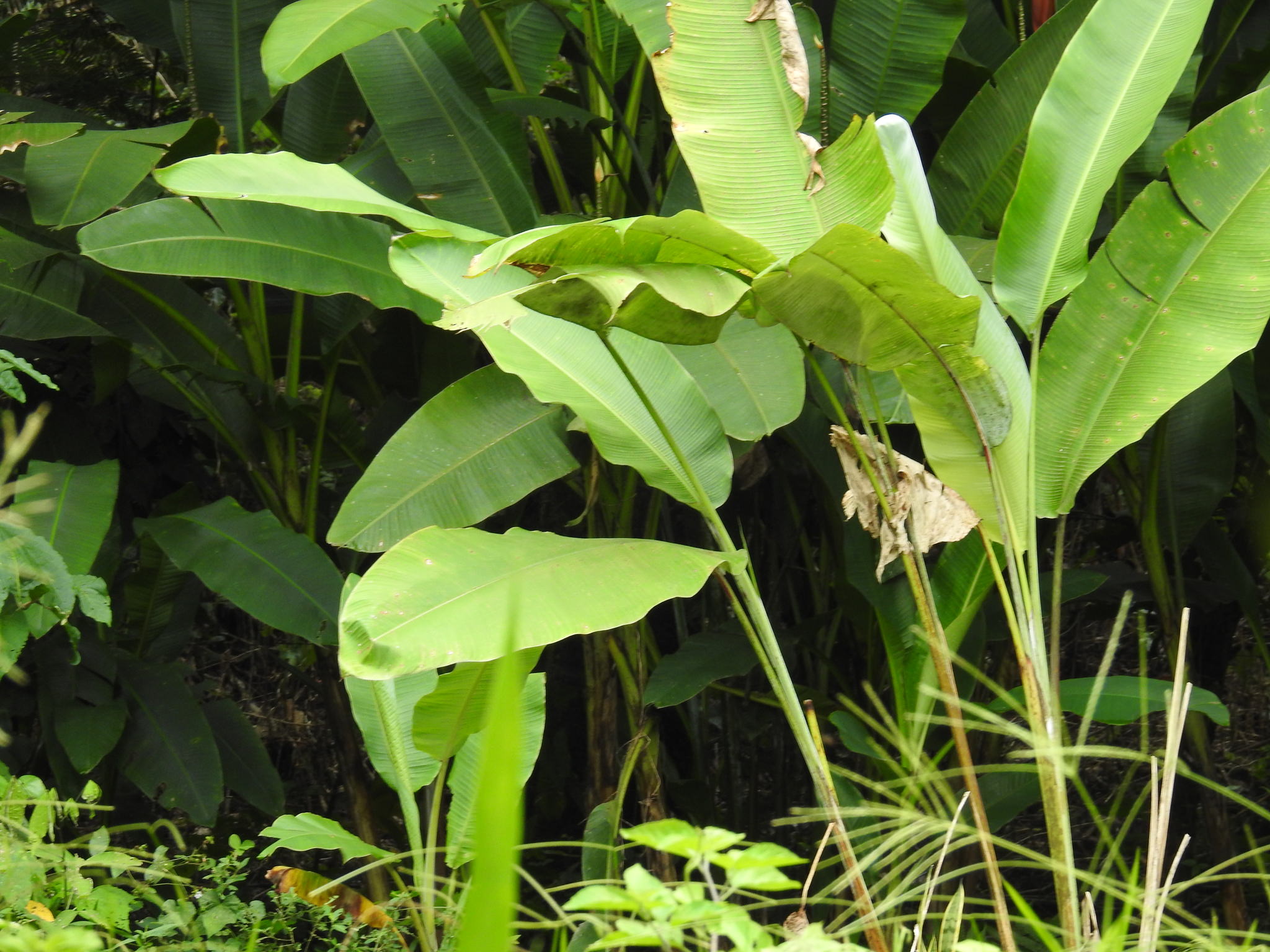 Heliconia collinsiana x bourgeana 'Pedro Ortiz'